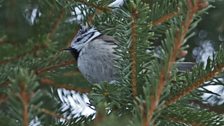 Crested Tit Sweden