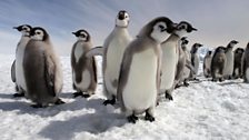 Penguins - Spy in the Huddle: In pictures