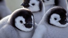 Penguins - Spy in the Huddle: In pictures