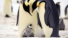 Penguins - Spy in the Huddle: In pictures