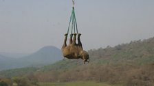 A flying rhino