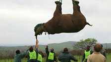 Lowering a rhino