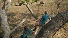 Taking refuge from a rhino