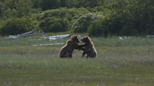 The Bears of Alaska: In pictures