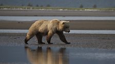 The Bears of Alaska: In pictures