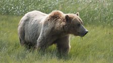 The Bears of Alaska: In pictures