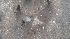 Leopard's footprint