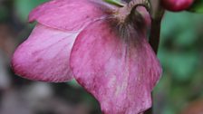 Hellebore