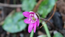 Hepatica