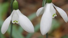 Snowdrops