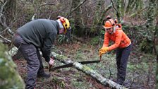 Coppicing