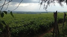 Tea Plantations in Kericho