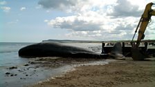 Efforts to move the whale from Redcar beach