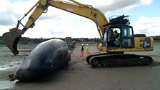 A digger was brought in, in the hope that they could save the whale