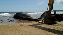 The real whale that was washed up on Redcar beach