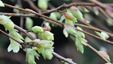 Corylopsis