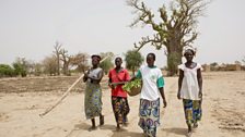 Women gathering Baobab leaves