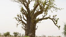 Women gathering Baobab leaves