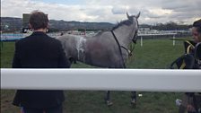 Cheltenham 2013: A horse playing up after racing