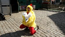 Greg James is Chickens - A Cock in the Coop