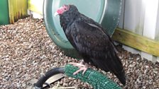 Turkey Vulture