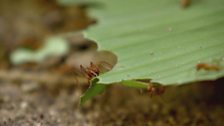 Leafcutter ants