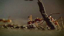 Leafcutter ants show their strength