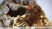 A leafcutter queen ant