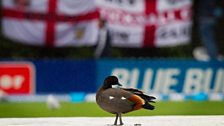 Basin Reserve duck