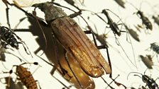 Wallace's private Longhorn beetle collection