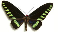 Rajah Brooke's birdwing (Trogonoptera brookiana)