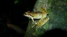 Borneo frog