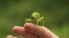 Katydid