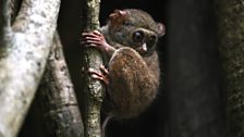 A tarsier