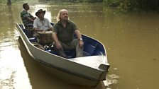 Kinabatangan river