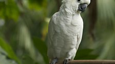 Sulphur-crested cockatoos