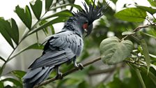 Black palm cockatoo