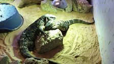 monitor-lizards.JPG