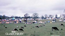 The cattle enjoy the impromptu festival