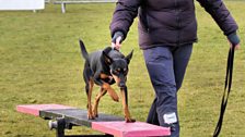 Anne Irvine and Indie the Australian Kelpie - Photo courtesy of Paul MacMaster