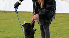 Sue MacMaster and Haddie the Pug - Photo courtesy of Paul MacMaster