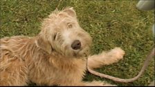 Breagha the Irish Wheaten Terrier - Photo courtesy of Eyeline Media