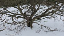 Maple at Rowallane