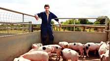 Tom Archer and his pigs