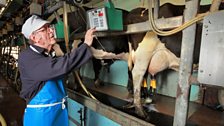 Tony milking at Bridge Farm dairy