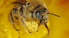 Honey bee collecting pollen and nectar