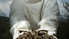 A beekeeper holding honey bees