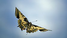 Swallowtail butterfly