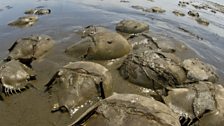 Horseshoe crabs