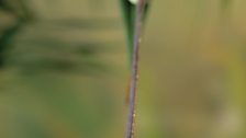 A chameleon snatching a cricket